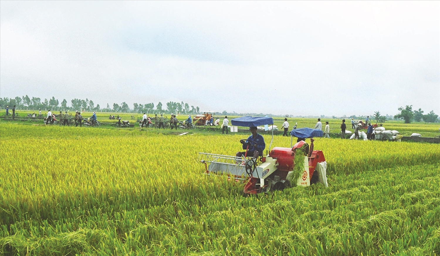 Trung tâm dịch vụ miền núi tỉnh Bình Thuận cung cấp giống lúa lai chất lượng cao để bà con đồng bào DTTS sản xuất hiệu quả