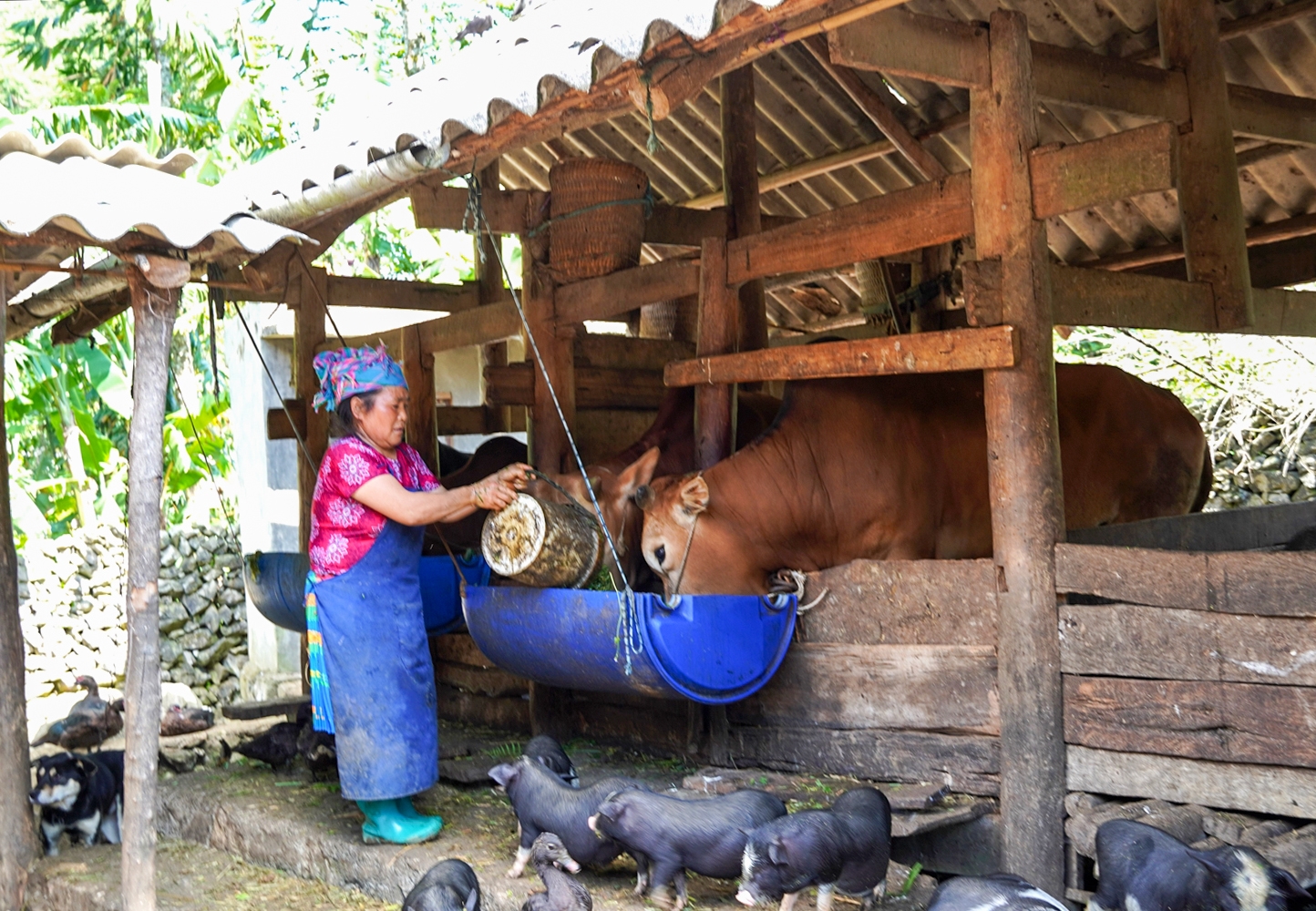 Nhờ được hỗ trợ nuôi con giống, nhiều gia đình người dân tại huyện Mèo Vạc đã vươn lên thoát nghèo. 