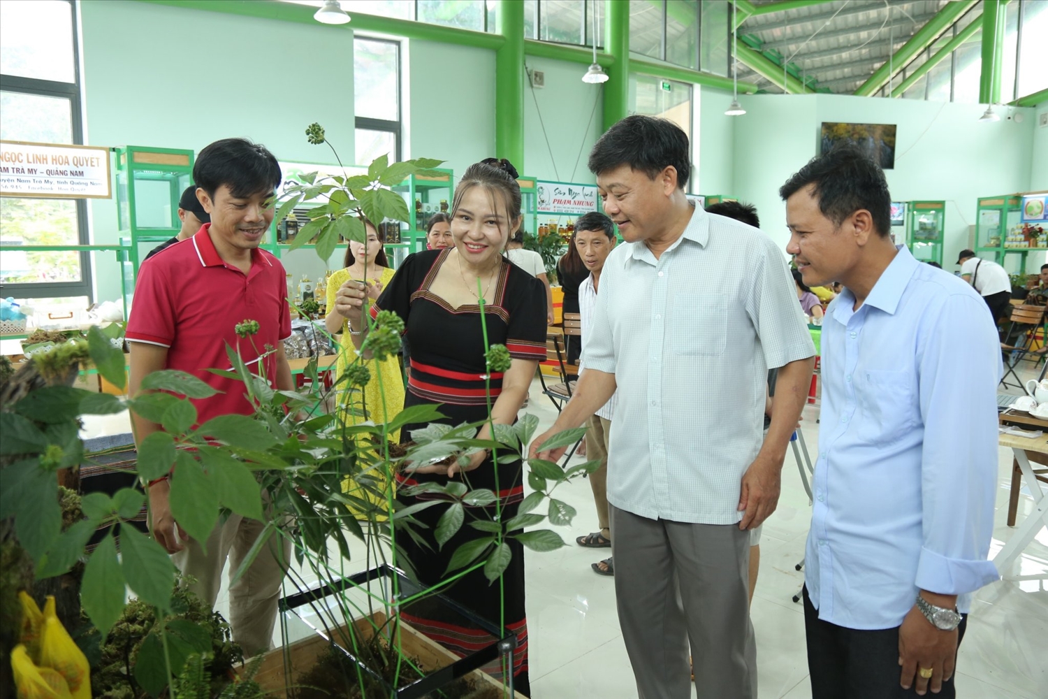 Đề án phát triển Sâm Ngọc Linh được kỳ vọng sẽ mang lại thu nhập cao cho người dân vùng đồng bào DTTS và miền núi tỉnh Quảng Nam