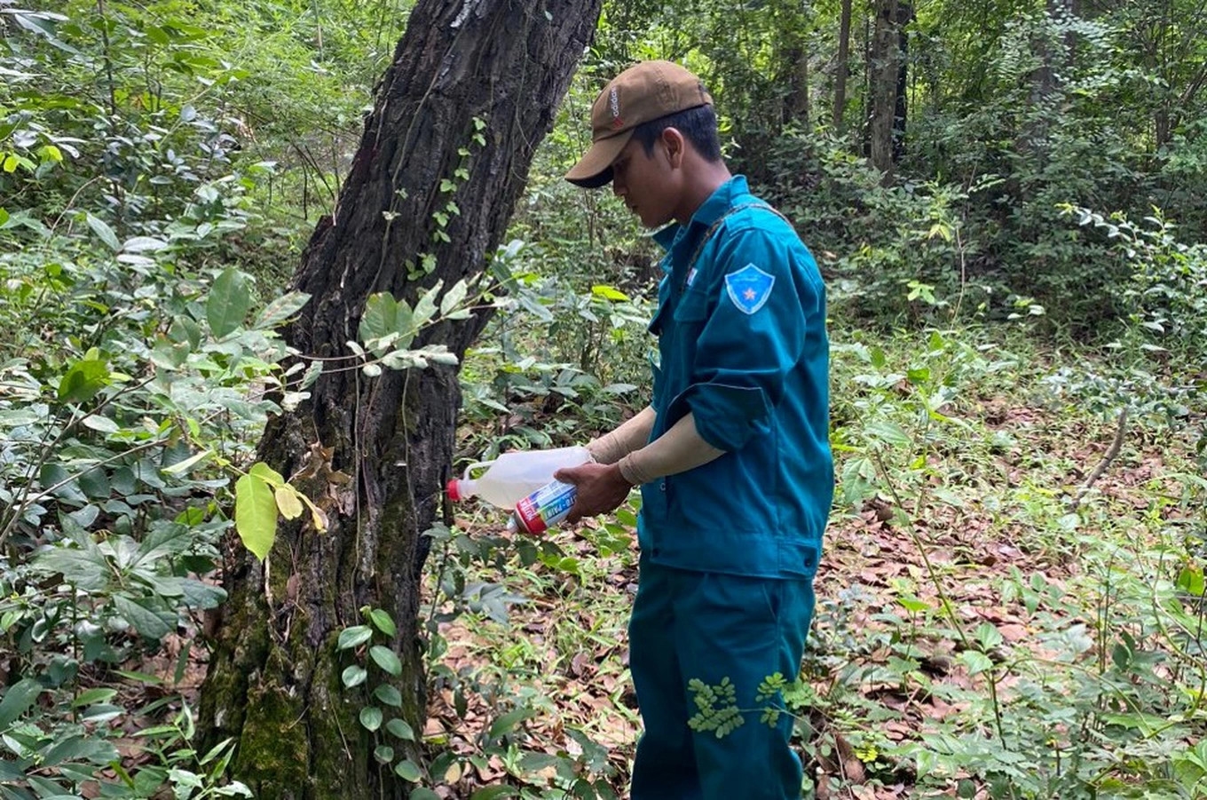 Lực lượng bảo vệ rừng tại Bác Ái, tỉnh Ninh Thuận bơm nước cứu cây bị đầu độc (Ảnh: TL)