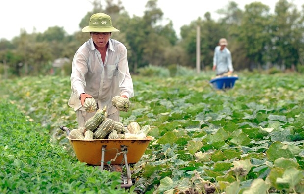 Đồng bào Khmer ở ấp Huyền Đức (xã Long Sơn, huyện Cầu Ngang, Trà Vinh) thu hoạch bí rợ để bán cho HTX nông nghiệp Ngọc Thạch.