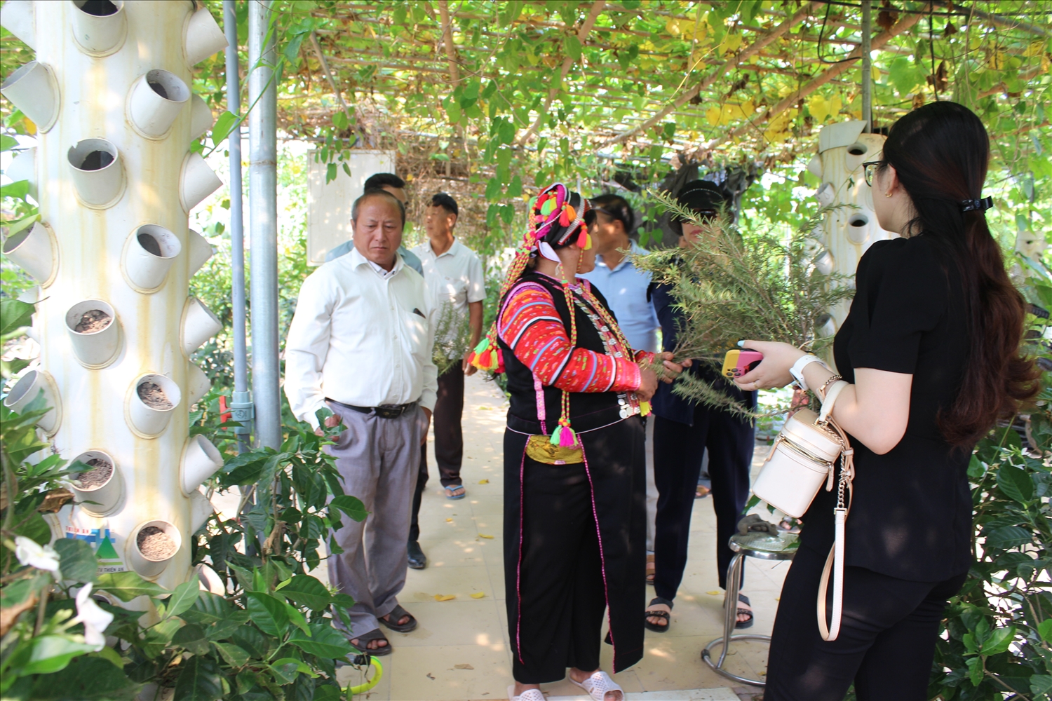 Đoàn thăm mô hình trồng cây dược liệu hương thảo của Hợp tác xã Kỳ Thảo.