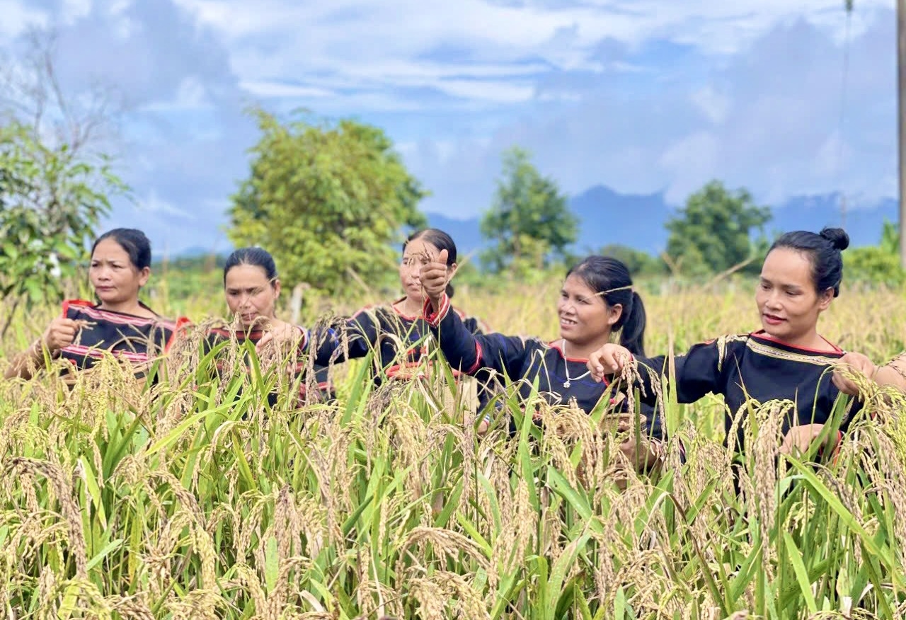 Thu hoạch lúa rẫy của người Gia Rai là một trong những hoạt động trải nghiệm tại “Làng văn hóa du lịch Gia Rai, xã Ia Mơ Nông”, huyện Chư Păh