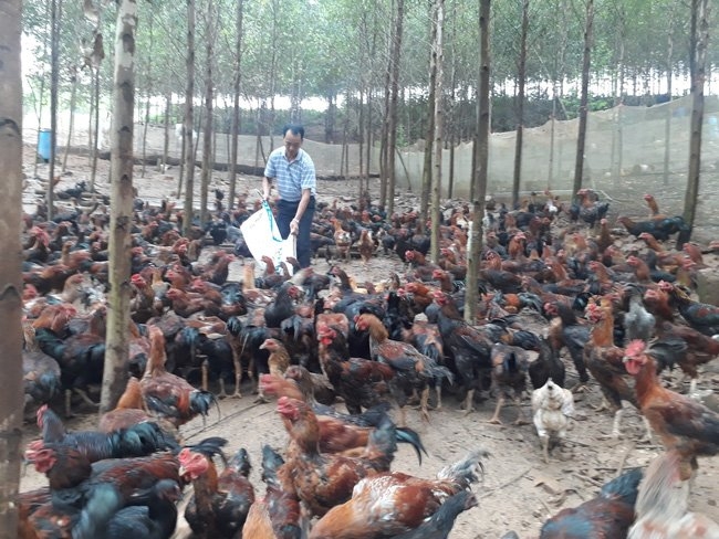 Đàn gà chọi hàng ngàn con của gia đình anh Nguyễn Hữu Quý được cho nghe nhạc để sinh trưởng, phát triển tốt