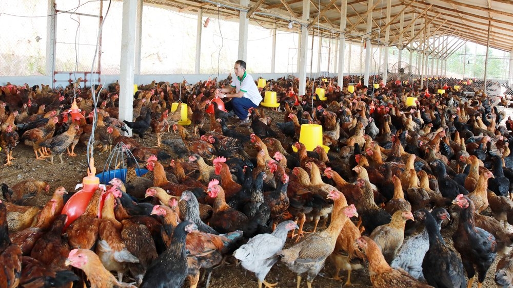 Anh Nguyễn Hữu Quý trong trang trại gà của gia đình