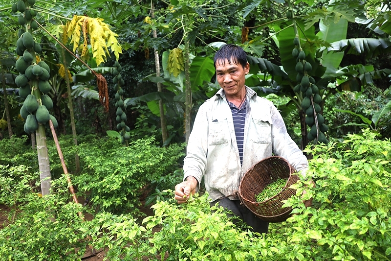 Ông Đinh Sơn Tình thu hoạch ớt trong thung lũng Tà Vờn