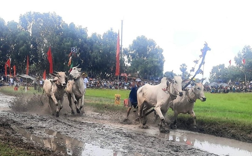 Hội đua bò Bảy Núi của đồng bào Khmer, tỉnh An Giang là một trong những hoạt động văn hóa nôi bật ở miền Tây Nam Bộ