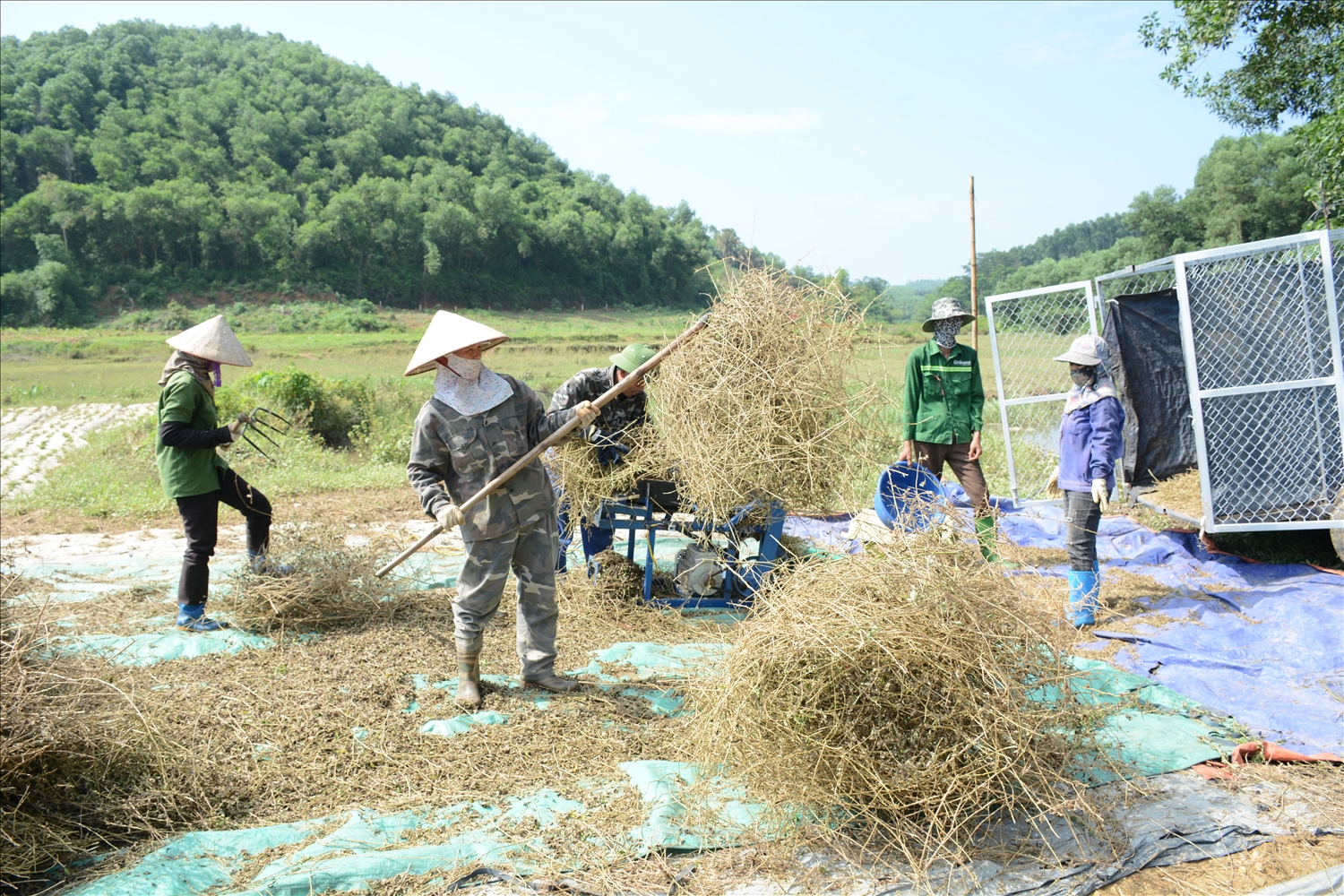 Thành viên HTX nông, lâm nghiệp, công nghiệp Quyết Thắng (huyện Sơn Dương) thu hoạch cà gai leo