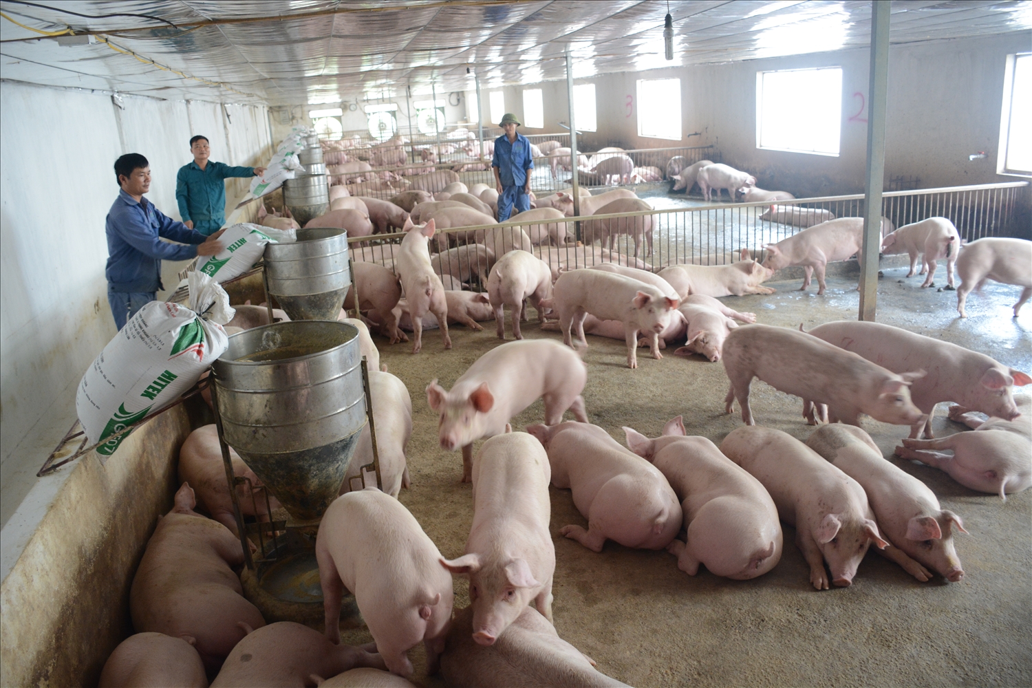 Trang trại chăn nuôi lợn thảo dược của HTX sản xuất chế biến thực phẩm an toàn Sáng Nhung tại huyện Sơn Dương.