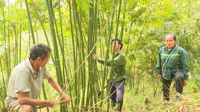 Phát triển kinh tế nông, lâm nghiệp bền vững gắn với bảo vệ rừng và nâng cao thu nhập cho người dân đang được các huyện miền núi tỉnh Thanh Hóa thực hiện có hiệu quả