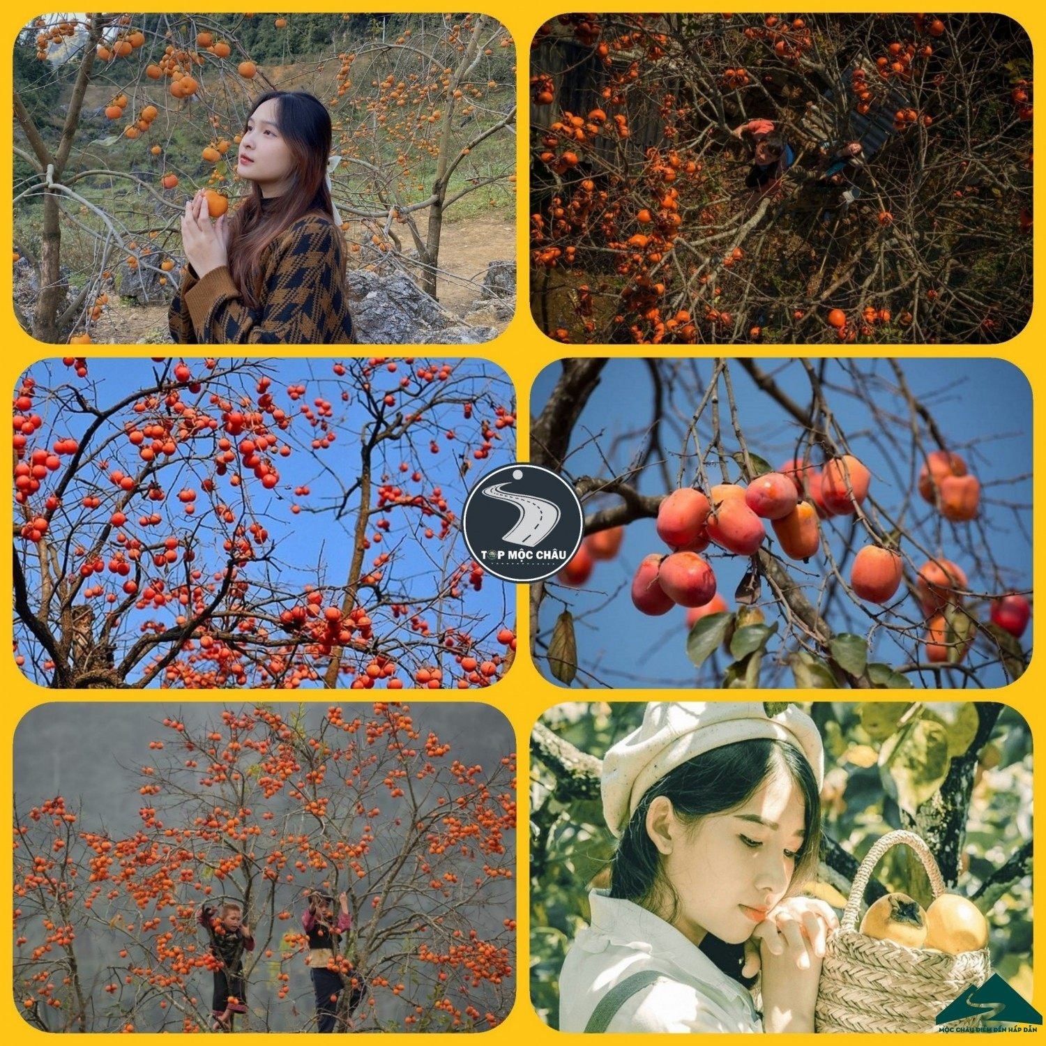 Du lịch Mộc Châu tháng 11: Độc đáo trải nghiệm mùa hồng thơ mộng