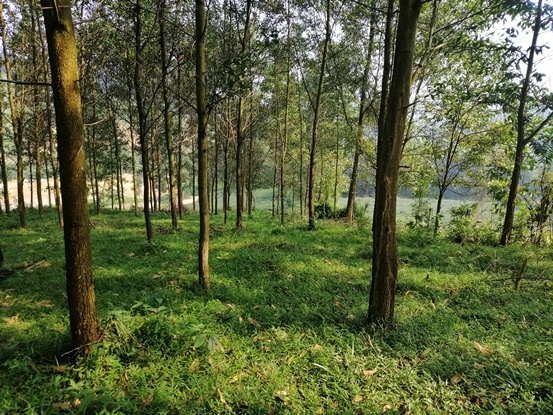 Nhờ thực hiện kỹ thuật của mô hình trồng rừng gỗ lớn nên nhiều ha rừng trên địa bàn huyện Thanh Chương phát triển nhanh