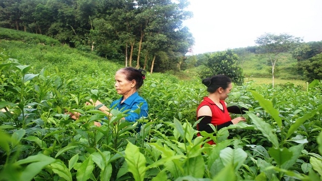 Người dân ở huyện Như Xuân (Thanh Hóa) thu hoạch chè