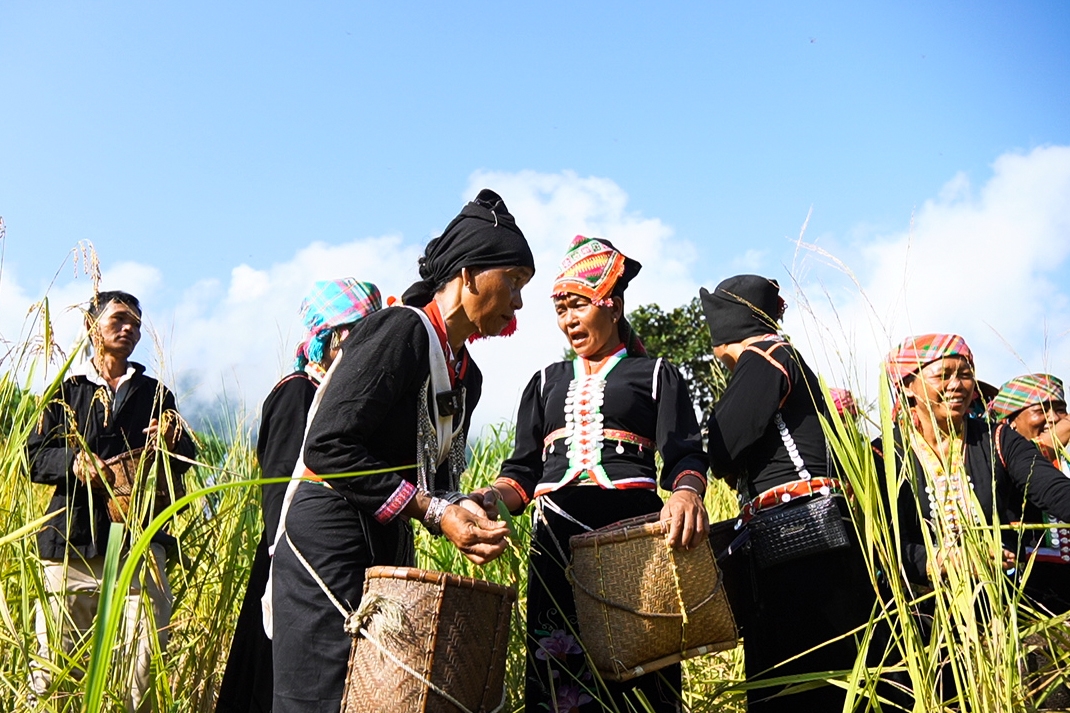 Việc thu hoạch lúa mang về làm lễ được thực hiện ngay trong buổi sáng sớm ngày tổ chức lễ.