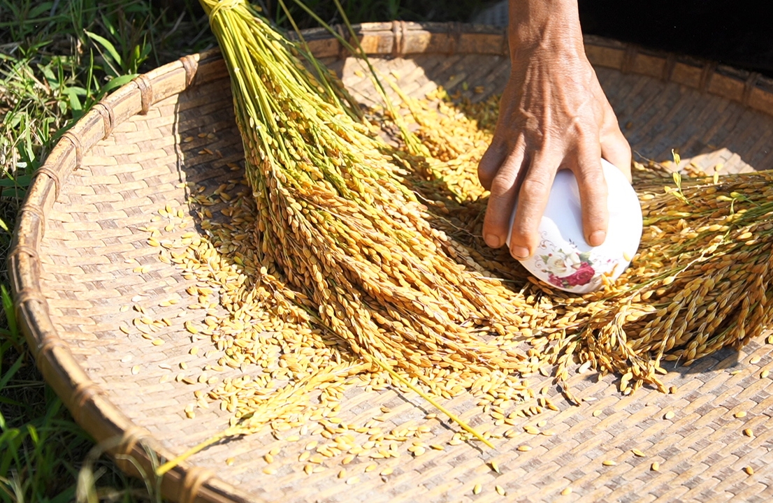 Các bông thu hoạch về sẽ được tẽ ra từng hạt theo cách làm riêng của người Khơ Mú. 