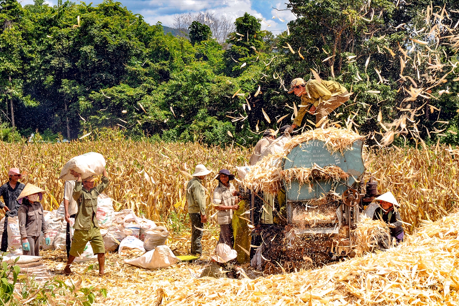 Đồng bào thu hoạch bắp lai tại xã Mỹ Thạnh (huyện Hàm Thuận Nam)