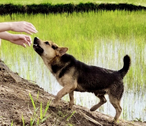 Việc nuôi chó thả rông không rọ mõm, không thực hiện tiêm phòng, tiềm ẩn nhiều nguy cơ gây bệnh cho người