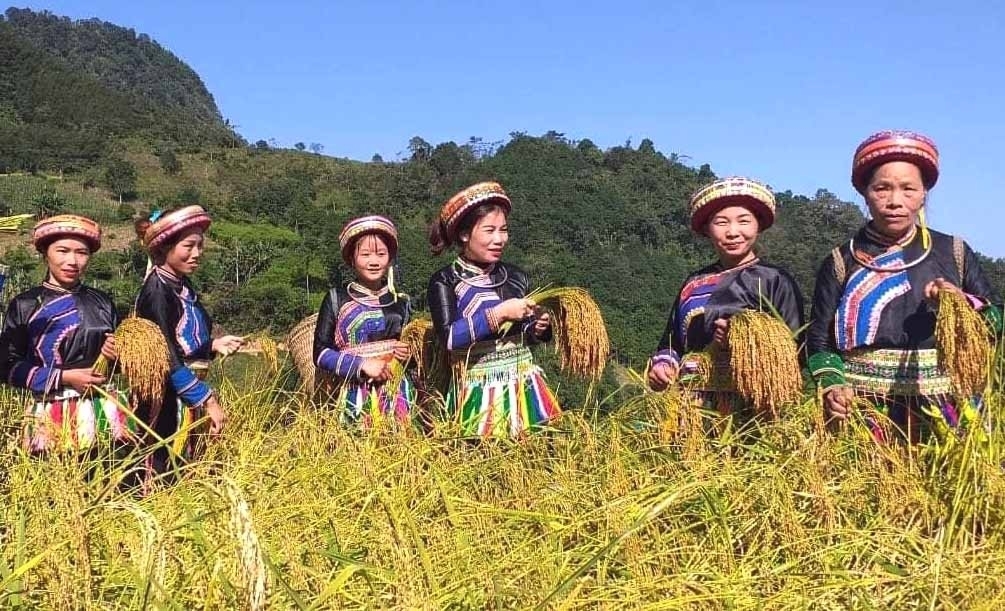 Người Dao thôn Phiêng Phàng, xã Yến Dương, huyện Ba Bể thu hoạch lúa nếp Tài.