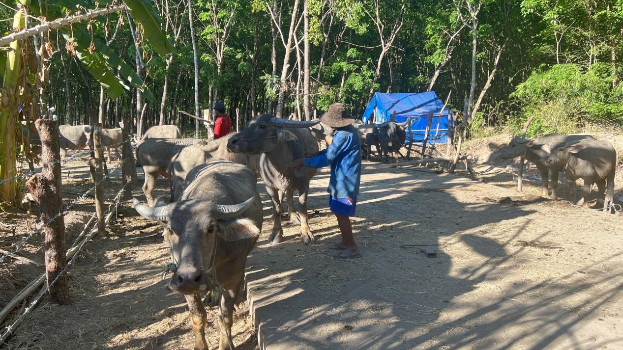 Nhờ vận động, người đồng bào DTTS ở xã Lộc Khánh, huyện Lộc Ninh đã có thói quen nuôi trâu khu vực tập trung, xa khu dân cư nhằm giảm thiểu ô nhiễm môi trường.