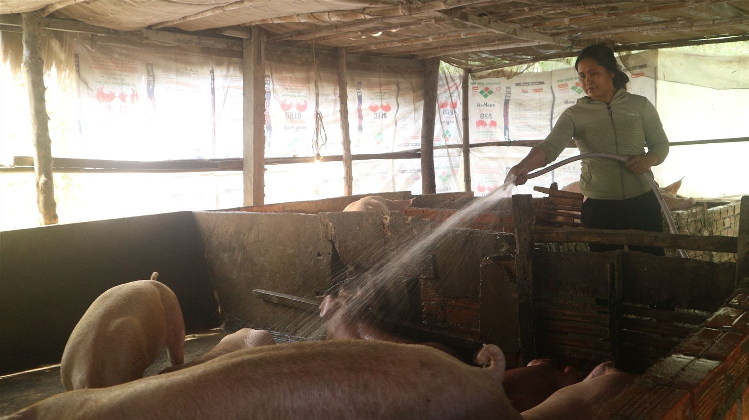 Chị Triệu Thị Phol Ly, ấp Kinh Ngang, xã Long Phú, huyện Long Phú ( Sóc Trăng) đang chăm sóc đàn heo thịt trên 10 con 