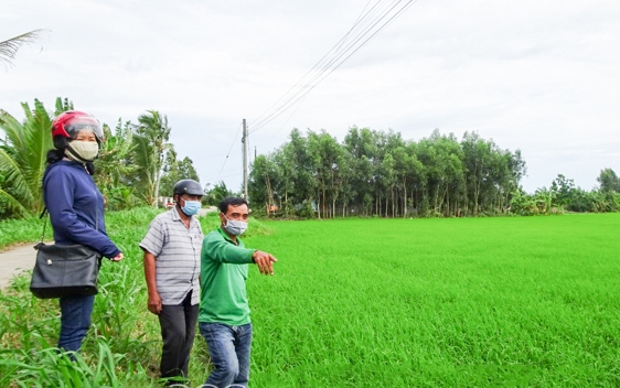 Anh Trương Phú Vinh (áo xanh) giới thiệu về cánh đồng lúa của gia đình