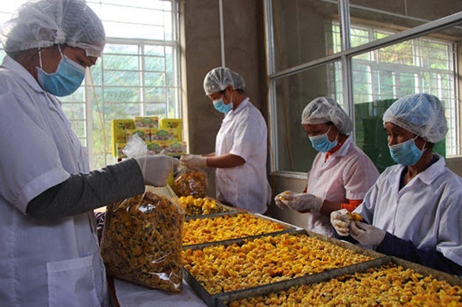 Các sản phẩm từ cây trà hoa vàng được chế biến đem lại giá trị kinh tế cao