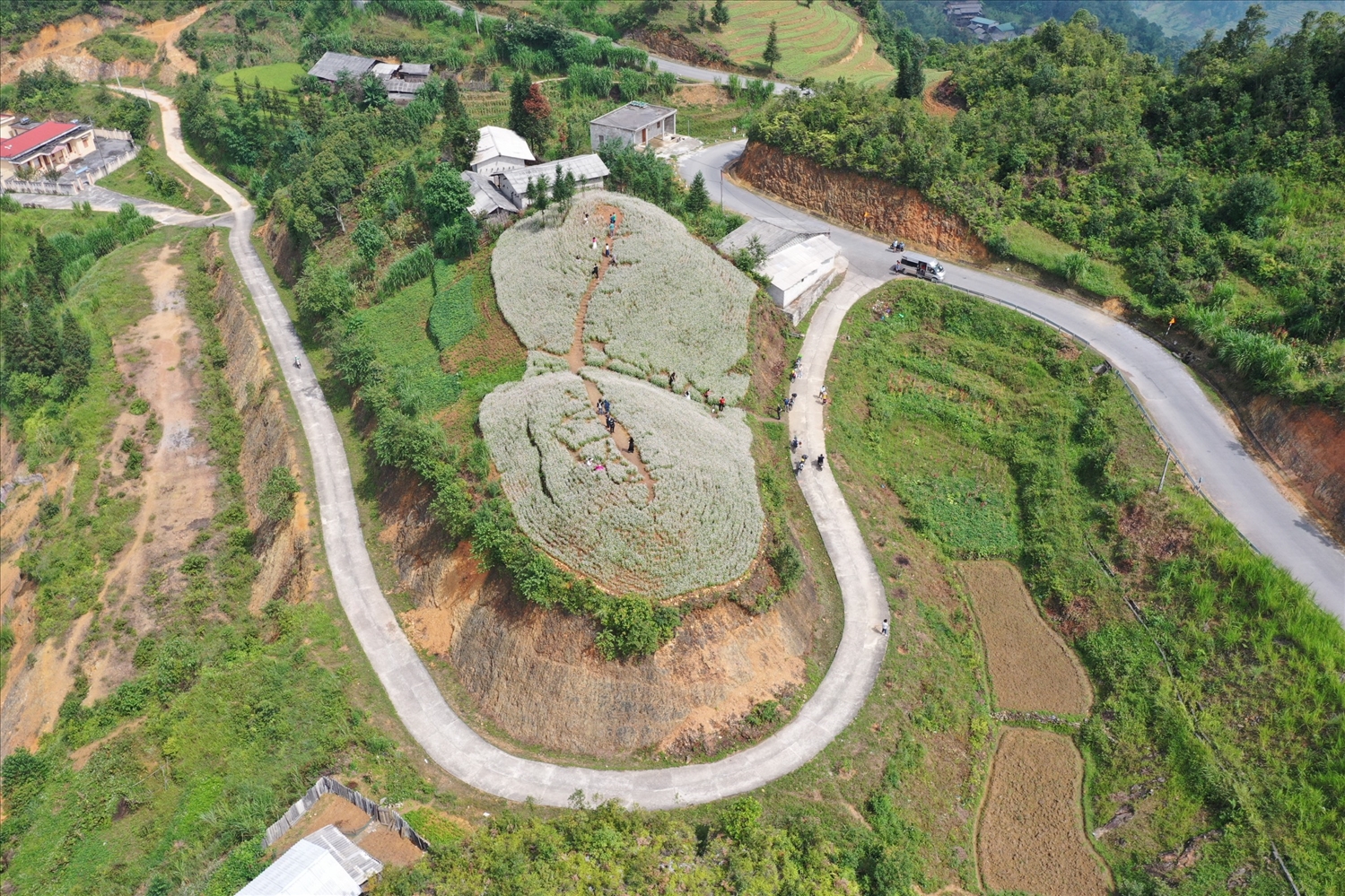 Những cánh đồng hoa tam giác mạch là một điểm nhấn của du lịch tại Cao nguyên đá Đồng Văn
