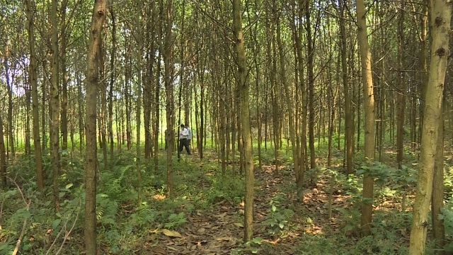 Nhiều hộ dân ở xã Thanh Phong được Nhà nước hỗ trợ phát triển kinh tế rừng