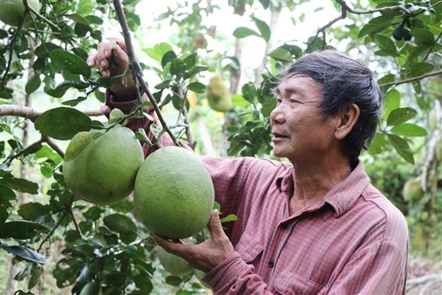 Vườn mẫu của ông Nguyễn Ngọc Sơn ở thôn Tân Phú, xã Xuân Sơn Nam, huyện Đồng Xuân (Phú Yên) có nhiều loại cây trái có giá trị. Ảnh: Phạm Cường - TTXVN