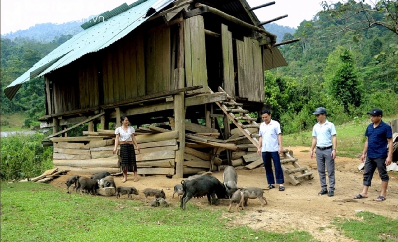 Người dân xã Nậm Giải nuôi lợn đen cho hiệu quả kinh tế cao
