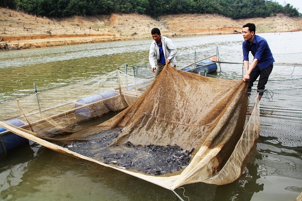 Người dân nuôi cá lồng trên lòng hồ thủy điện Hủa Na ở Quế Phong