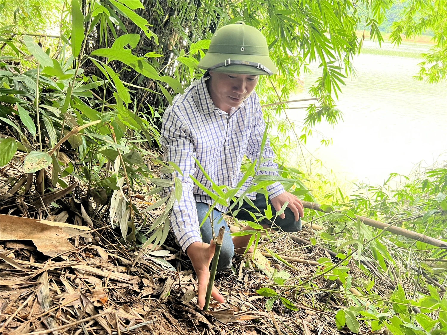 Người dân xã Thông Thụ chăm sóc cây mét