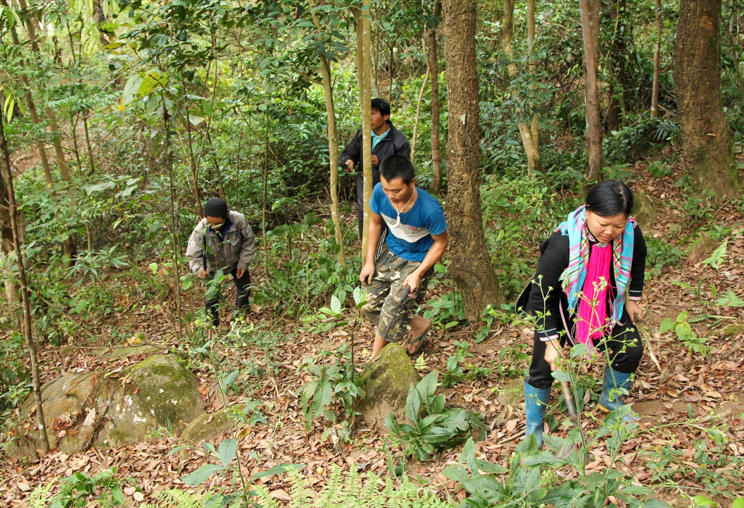 Chính sách khoán bảo vệ rừng góp phần tạo việc làm, thu nhập cho người dân làm nghề rừng.