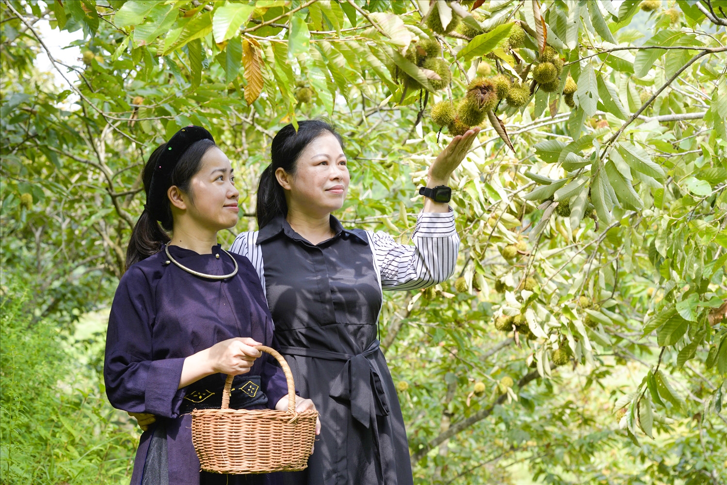 Du khách tham quan, trải nghiệm tại vườn dẻ xã Quảng Lạc, TP. Lạng Sơn