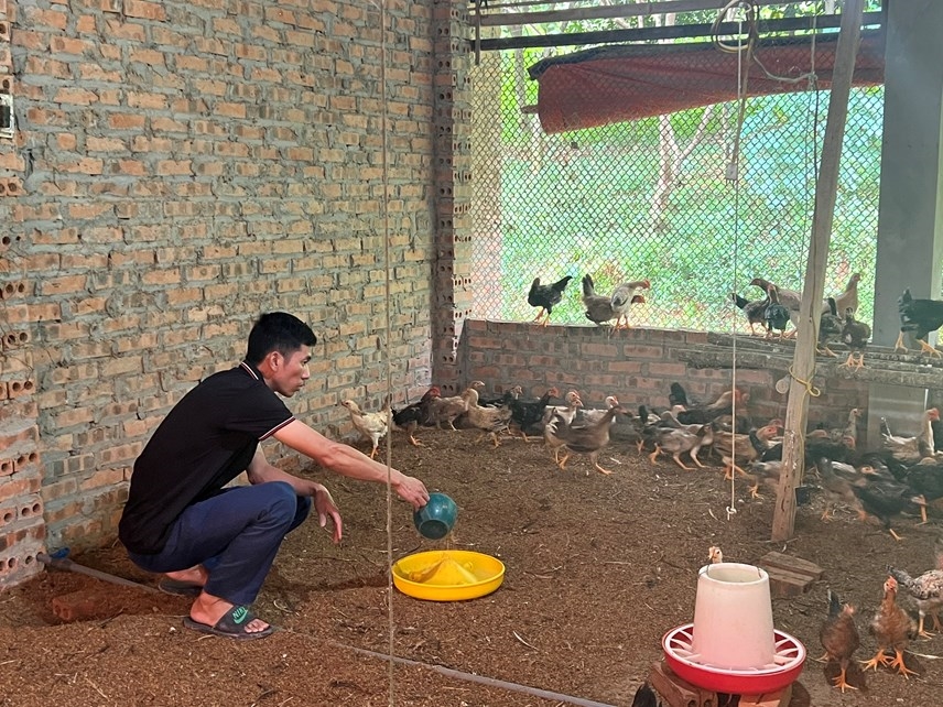 Mô hình nuôi gà 9 cựa của anh Nguyễn Văn Đức