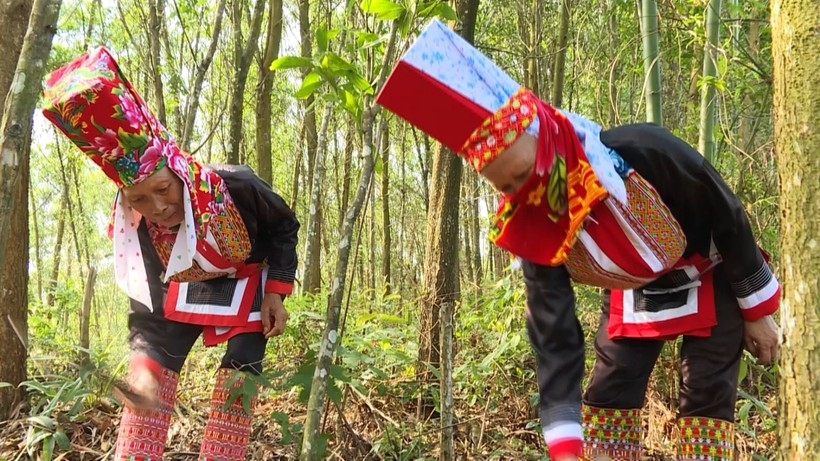 Bà con vùng DTTS huyện Ba Chẽ từng bước thoát nghèo từ rừng