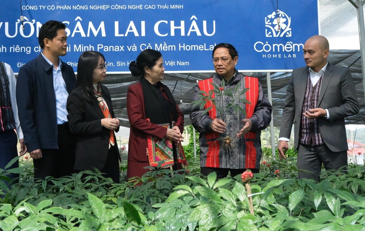 Thủ tướng thăm mô hình trồng sâm trên địa bàn xã Sà Dề Phìn