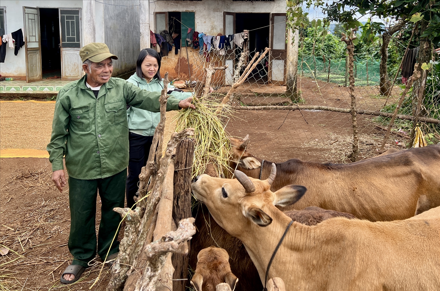 Nhờ được chính quyền địa phương hỗ trợ bò sinh sản, cùng với sự nỗ lực của bản thân, gia đình ông Im ở xã Ia Ka đã thoát nghèo 