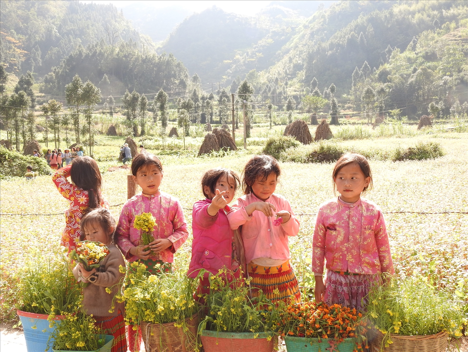 Các bé gái người Mông rực rỡ bên những quẩy tấu hoa tại Thung lũng Sủng Là 
