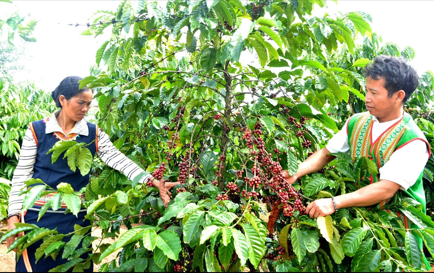 Người dân huyện Đăk Hà thu hoạch cà phê 