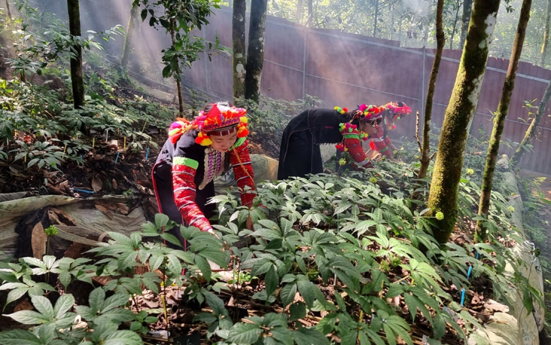 Phát triển trồng cây dược liệu dưới tán rừng tại huyện Mường Tè