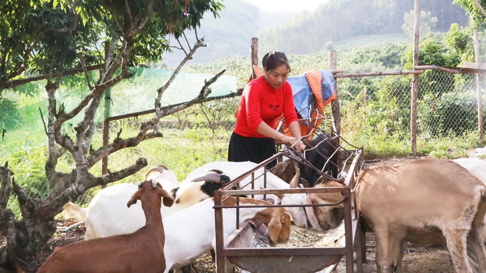 Chị Vi Thị Mạnh chăm sóc đàn dê của gia đình