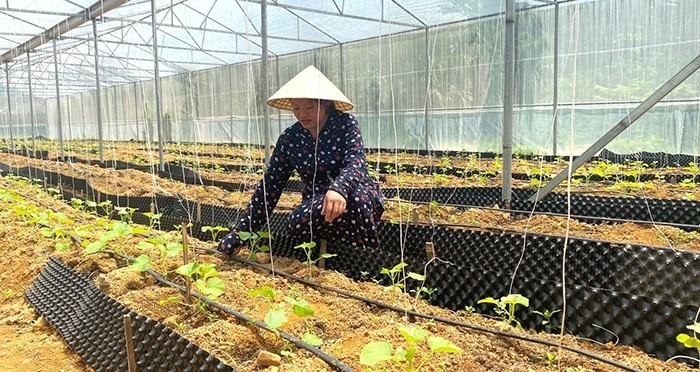 Mô hình sản xuất nông nghiệp ứng dụng công nghệ cao đầu tiên tại xã Thanh Kỳ góp phần thúc đẩy phát triển kinh tế - xã hội địa phương