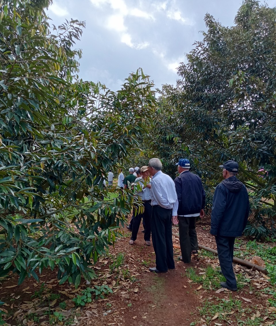 Người có uy tín tỉnh Bình Thuận tham quan mô hình trồng sầu riêng tại tỉnh Đắk Lắk                                            