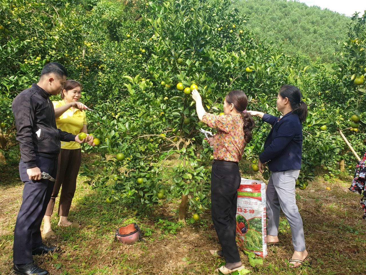 Thành viên HTX Nông nghiệp xanh Yên Lâm (huyện Hàm Yên) trồng cam theo hướng hữu cơ.