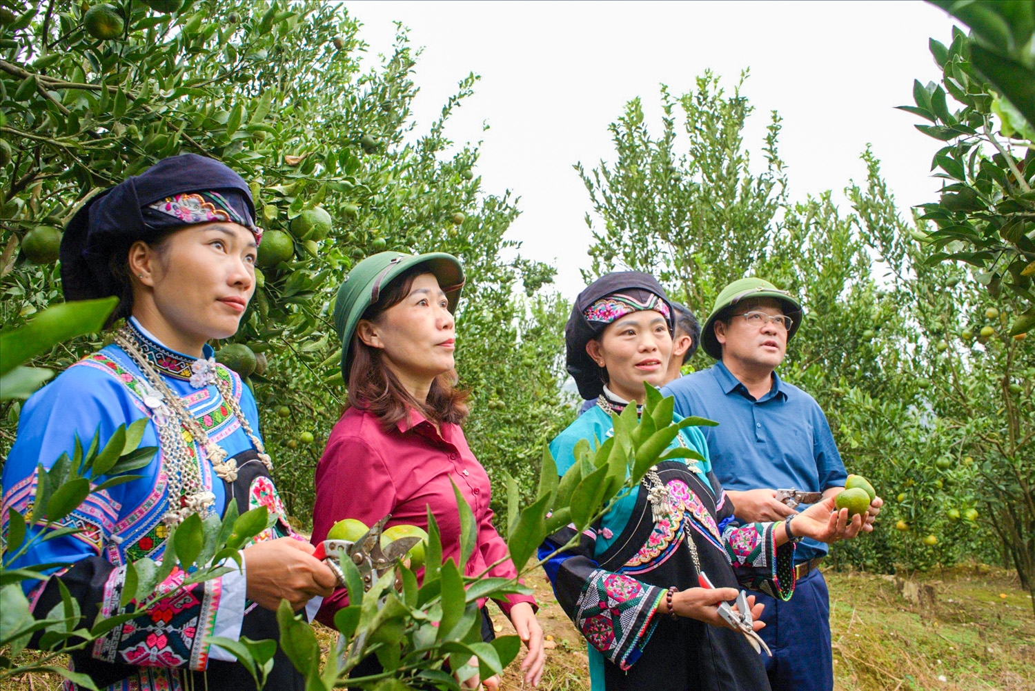 Phó Chủ tịch HĐND tỉnh Lào Cai Lý Bình Minh (ngoài cùng bên phải) thăm quan nương trồng quýt của đồng bào dân tộc Bố Y tại thôn Lao Chải ngày 13/10/2023. 