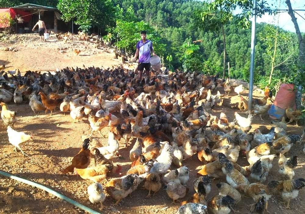 Mô hình chăn nuôi gà dưới tán trà hoa vàng của anh Triệu