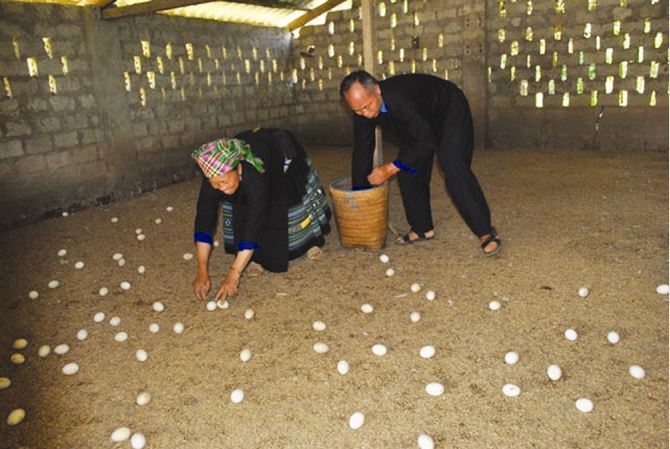 Trứng gà, vịt đem lại nguồn thu lớn, ổn định cho gia đình ông Sùng A Khua