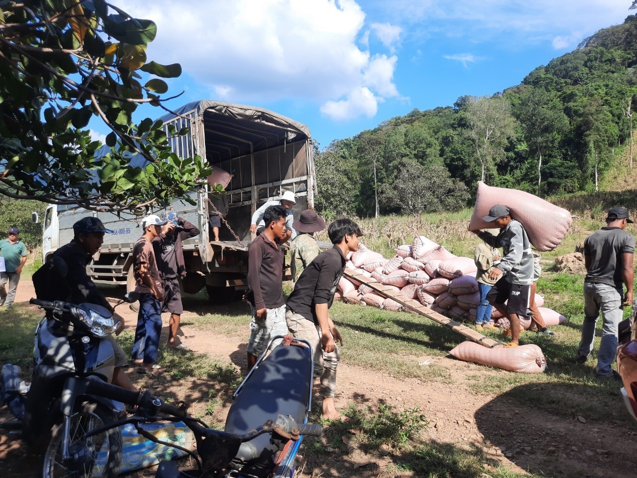 Trung tâm Dịch vụ miền núi tỉnh Bình Thuận thu mua bắp lai cho các hộ đồng bào dân tộc xã Mỹ Thạnh, huyện Hàm Thuận Nam.