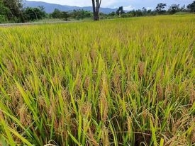 Cánh đồng lúa của đồng bào xã Phan Dũng, huyện Tuy Phong